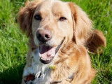 Mâle adulte croisé de type Setter Anglais 7 ans robe rouanne disponible