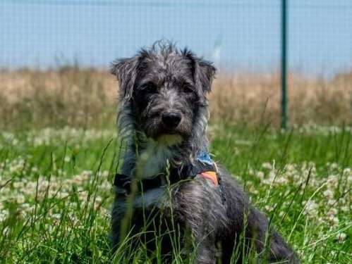 Femelle adulte d'apparence griffon 2 ans robe grise à adopter