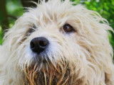 Mâle adulte de type griffon 7 ans robe sable disponible