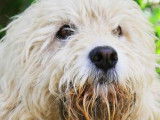 Mâle adulte de type griffon 7 ans robe sable disponible