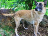 Femelle adulte 7 ans de type Berger Belge Malinois robe fauve disponible