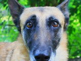 Femelle adulte 7 ans de type Berger Belge Malinois robe fauve disponible