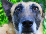 Femelle adulte 7 ans de type Berger Belge Malinois robe fauve disponible