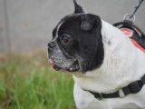 Mâle adulte de type Bouledogue Français 10 ans robe noire et blanche à adopter