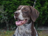 Mâle adulte de type braque 6 ans robe bicolore à adopter