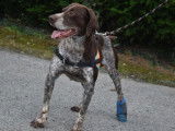 Mâle adulte de type braque 6 ans robe bicolore à adopter