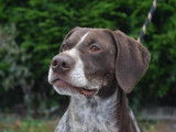 Mâle adulte de type braque 6 ans robe bicolore à adopter