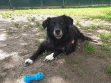 Mâle adulte croisé de type Terre Neuve 10 ans 1/2 couleur noire disponible