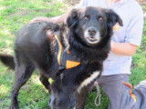 Mâle adulte croisé de type Terre Neuve 10 ans 1/2 couleur noire disponible