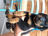 Chiots Beauceron  nés le 5 aout 2021 -  RESTE 1 MALE