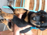 Chiots Beauceron  nés le 5 aout 2021 -  RESTE 1 MALE