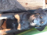 Chiots Beauceron  nés le 5 aout 2021 -  RESTE 1 MALE