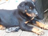 Chiots Beauceron  nés le 5 aout 2021 -  RESTE 1 MALE