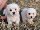 A vendre : chiots Coton de Tuléar LOF