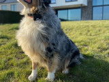 De race Berger Australien disponible pour saillie