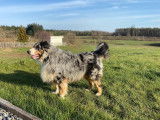 De race Berger Australien disponible pour saillie