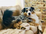 De race Berger Australien disponible pour saillie