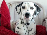 Dalmatien LOF LUA cotation 4, disponible pour saillie