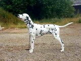 Dalmatien LOF LUA cotation 4, disponible pour saillie
