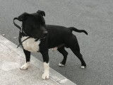 American Staffordshire Terrier disponible pour saillie