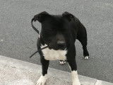 American Staffordshire Terrier disponible pour saillie