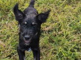 A adopter : Musta, chiot noir âgé de 5 mois