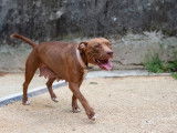 Chienne crois&eacute;e dogue marron &agrave; placer