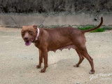 Chienne crois&eacute;e dogue marron &agrave; placer