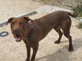 M&acirc;le crois&eacute; dogue marron de 1 an &agrave; placer