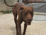 M&acirc;le crois&eacute; dogue marron de 1 an &agrave; placer