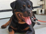 Chienne Rottweiler non-LOF &agrave; placer
