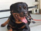 Chienne Rottweiler non-LOF &agrave; placer