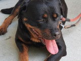 Chienne Rottweiler non-LOF &agrave; placer