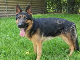 Jeune Berger Allemand non-LOF n&eacute; en 2020 &agrave; placer