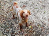 Mâle Epagneul Breton non-LOF marron et blanc à placer