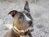Mâle croisé American Staffordshire Terrier à placer