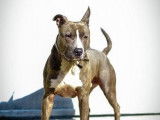 Mâle croisé American Staffordshire Terrier à placer