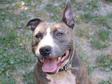 Mâle croisé American Staffordshire Terrier à placer