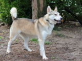 Femelle croisée Husky Sibérien marron et blanche à placer