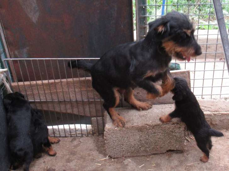 Chiots Jagd Terrier à vendre