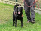 Mâle adulte croisé Labrador Retriever 13 ans couleur noire à adopter
