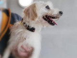 Femelle adulte croisée de type Fox Terrier à poil dur 9 ans cherche foyer