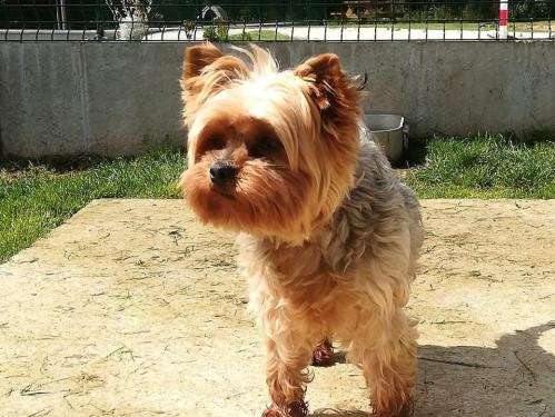 Femelle adulte de type Yorkshire Terrier 7 ans 1/2 robe rouanne à adopter