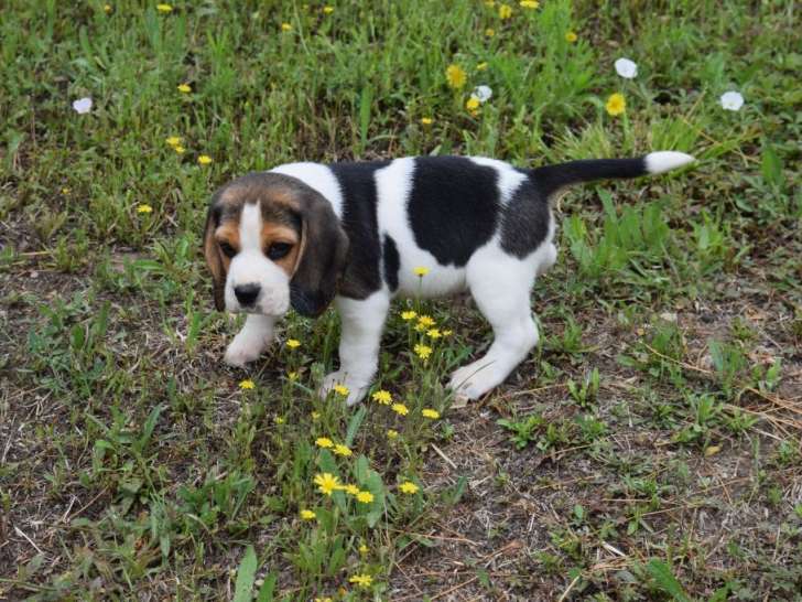Adorable chiot mâle Beagle LOF attend son maître