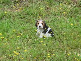 Adorable chiot mâle Beagle LOF attend son maître