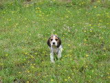 Adorable chiot mâle Beagle LOF attend son maître