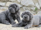 Superbes chiots Dogue Allemand m&acirc;les, LOF, enti&egrave;rement bleus, &agrave; r&eacute;server