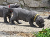 Superbes chiots Dogue Allemand m&acirc;les, LOF, enti&egrave;rement bleus, &agrave; r&eacute;server