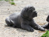 Superbes chiots Dogue Allemand m&acirc;les, LOF, enti&egrave;rement bleus, &agrave; r&eacute;server