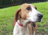 Chienne croisée chien courant marron et blanche à placer